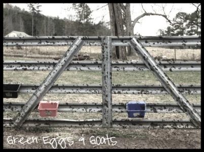 Weekend Update: Mud & Chickens Image